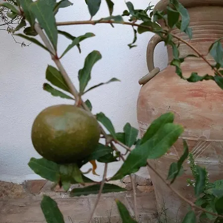 Domus Petrarca Apartment Serramanna